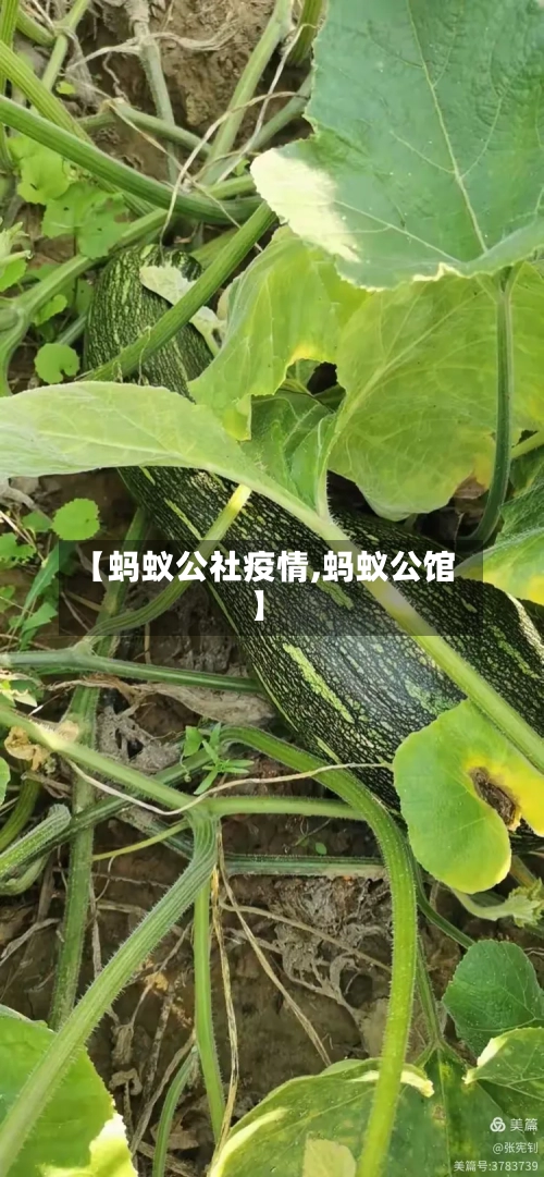 【蚂蚁公社疫情,蚂蚁公馆】