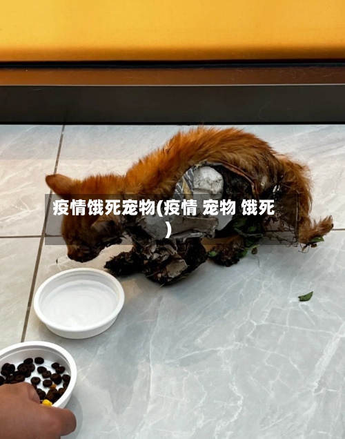 疫情饿死宠物(疫情 宠物 饿死)