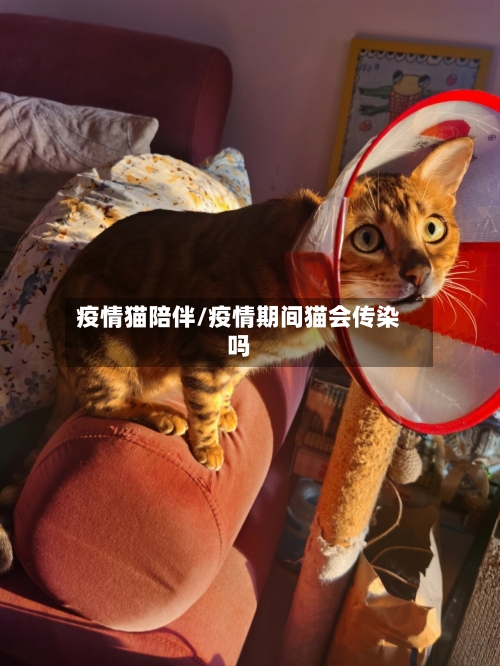 疫情猫陪伴/疫情期间猫会传染吗