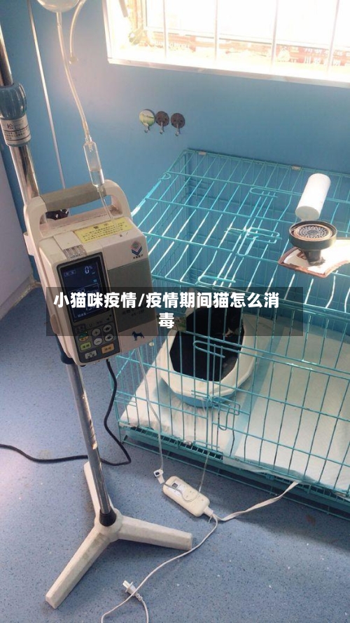 小猫咪疫情/疫情期间猫怎么消毒