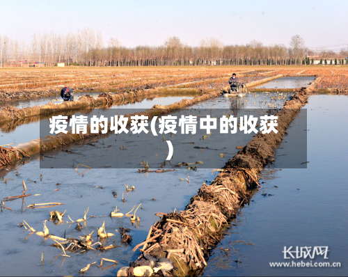 疫情的收获(疫情中的收获)-第2张图片