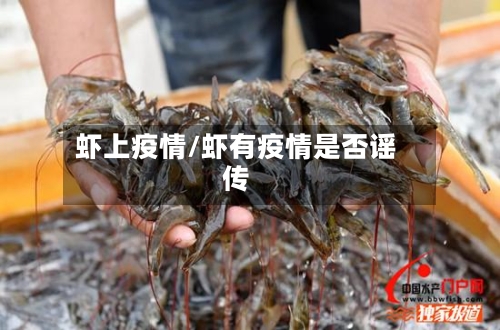 虾上疫情/虾有疫情是否谣传